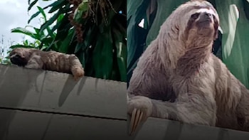 Rescatan a oso perezoso en Pucallpa luego de ser hallado cerca de un cementerio y advierten sobre fauna silvestre en zonas urbanas