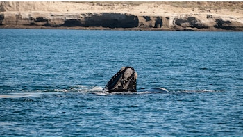 El monitoreo aéreo permite establecer