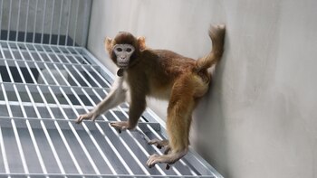 El mono clon Rhesus se