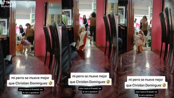 Aseguran que perrito baila mejor