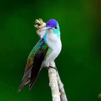 Se realizará un taller presencial sobre identificación morfológica y registro de aves urbanas en la Universidad Central, como parte de la agenda académica previa al evento- crédito Sociedad Bogotana de Ornitología
