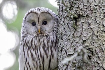 El estudio de William &