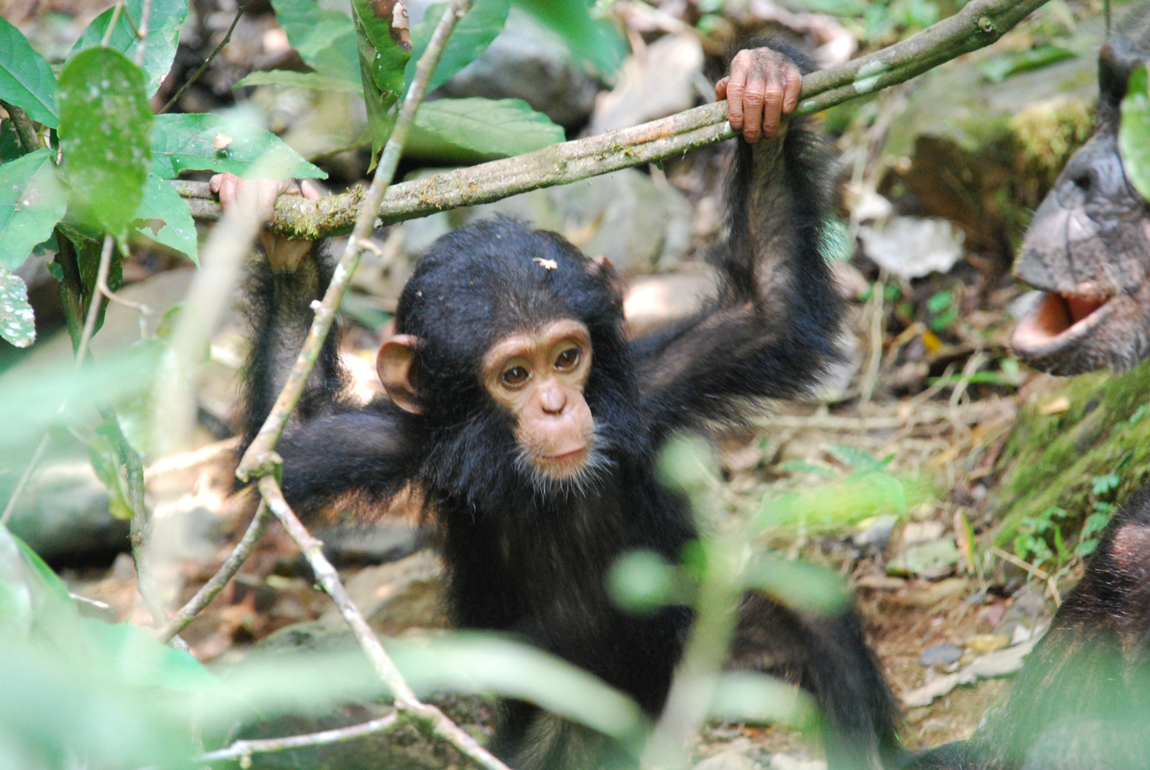Los chimpancés infantiles muestran una probabilidad tres veces mayor de ejecutar saltos y caídas arriesgadas, en comparación con los adultos de su especie (WikiCommons/Roland)