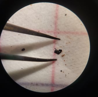 El microplástico visto por una lupa del microscopio