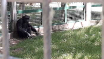 La historia de Toti, el chimpancé de mirada triste que será trasladado de Río Negro a un santuario internacional