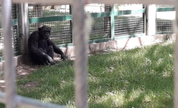 Toti es uno de los últimos chimpancés en cautiverio en Argentina y será trasladado a un santuario especializado en Inglaterra tras una sentencia judicial (Min. Público de Río Negro)