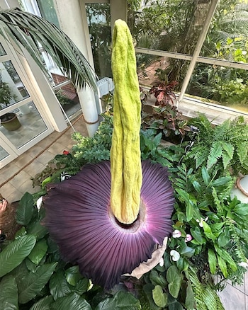 El Jardín Botánico de Varsovia se convierte en centro de atención mundial por la floración de la Titan arum (Universidad de Varsovia)