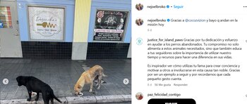 EL cantante trabaja para ayudar y proteger a los perros de la calle