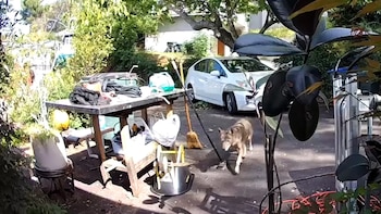 El encuentro entre un coyote