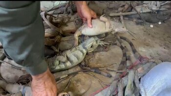 Algunas iguanas tenían sus extremidades