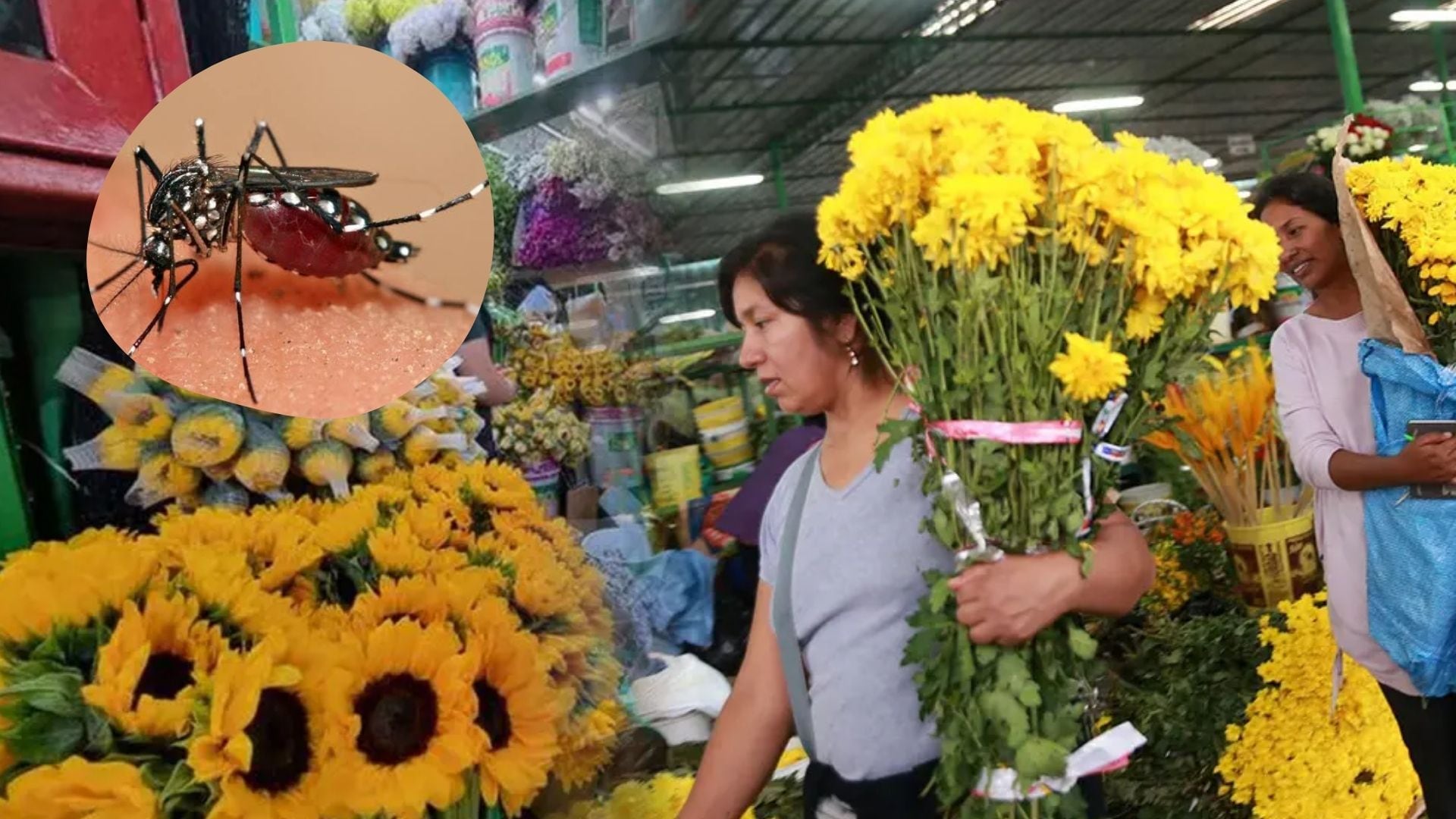 La acumulación de agua en recipientes con flores durante la primavera favorece la reproducción del mosquito transmisor del dengue. (Infobae Perú)
