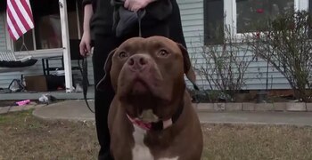 Big Baby, perro de Kelly