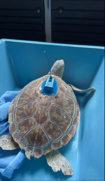 Decenas de personas se dieron cita a la liberación de Roseleigh. (Facebook/The Turtle Hospital)