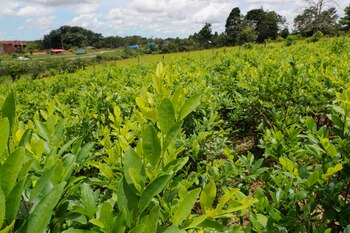 Imagen de archivo del 18 de enero del 2019 de un cultivo de hoja de coca. EFE/Martin Alipaz/Archivo