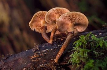 Los mexicas denominaban a las