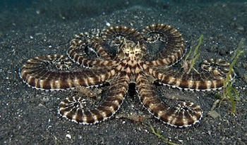 Primer plano de un pulpo imitador marrón y blanco con rayas, posado sobre un fondo marino arenoso oscuro con pequeños detritos y algas