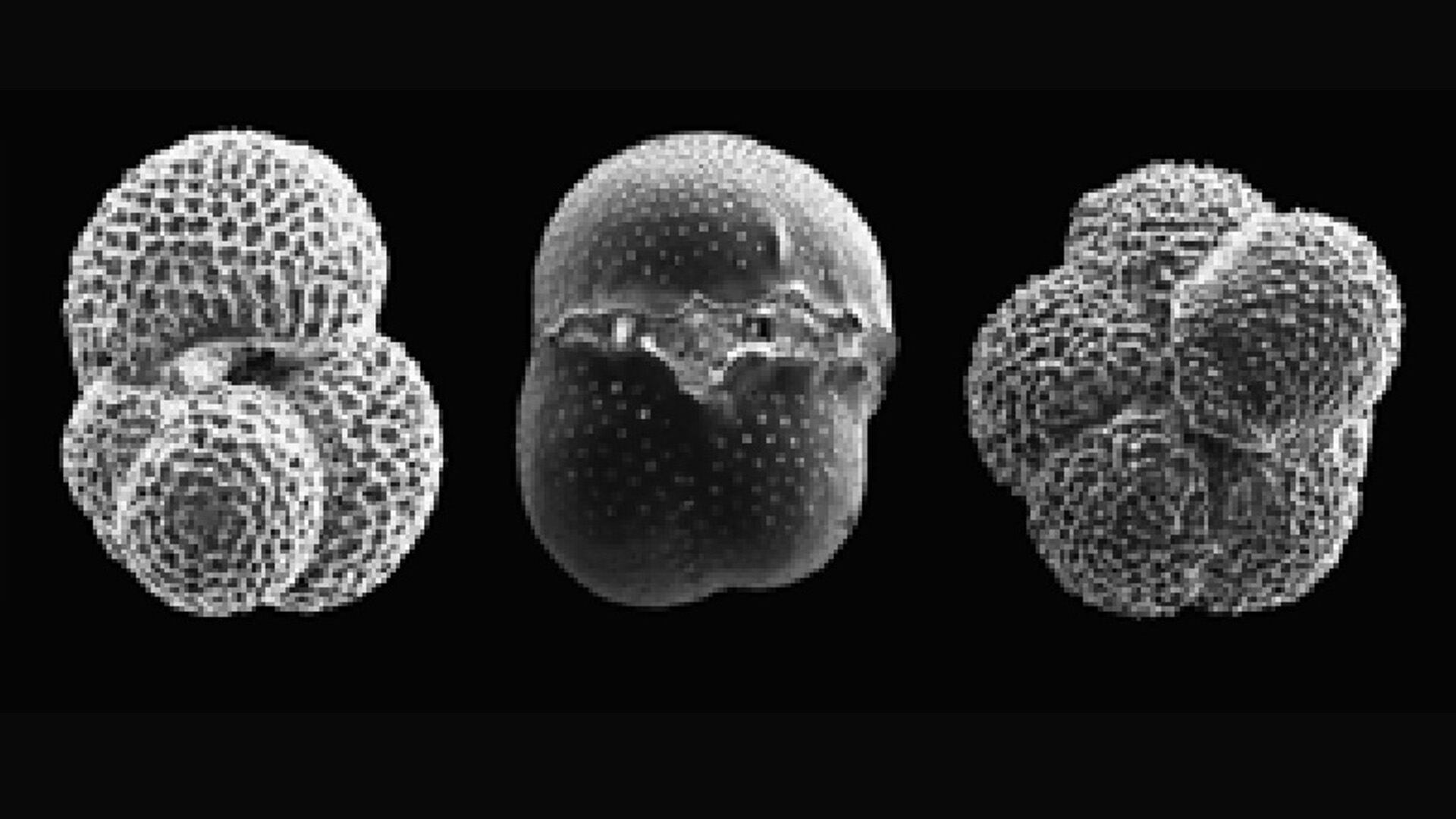 El análisis de isótopos en conchas marinas revela cambios históricos del nivel del mar/Archivo Marci Robinson USGS