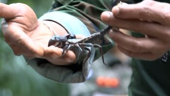 Escorpiones, geckos, tarántulas y todo