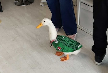 El Pato Merlín ya tiene registro en el IMPI (Infobae México/ Néstor Hernández)