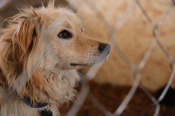 Los animales permanecen bajo atención
