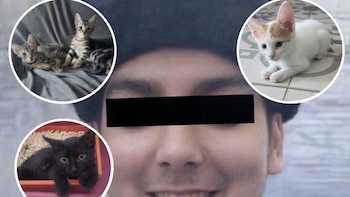 “Asesino de gatitos”: la cronología de las muertes que investiga la Justicia y otros casos misteriosos