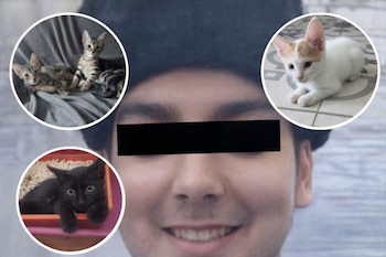 Rostro de hombre sonriente con cinta negra en ojos. Alrededor, tres fotos circulares de gatitos: dos atigrados, uno blanco/naranja y uno negro.