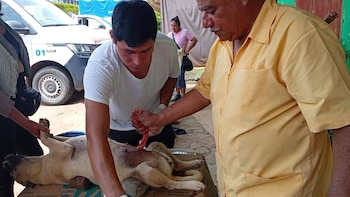 Huautla Suspensión jornadas de esterilización denuncias Hidalgo maltrato animal