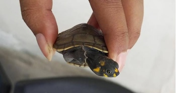 Las tortugas charapa son tortugas