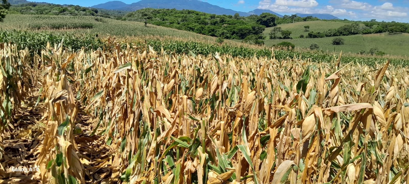 El Salvador busca calmar al mercado: asegura que no faltarán granos básicos