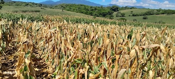 El Salvador aseguró que el abastecimiento de granos básicos y hortalizas está garantizado pese al fenómeno de El Niño. (Cortesía: Retomado de: Óscar Domínguez)