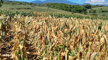 El Salvador: “No habrá desabastecimiento de granos básicos”, afirma viceministro de Agricultura