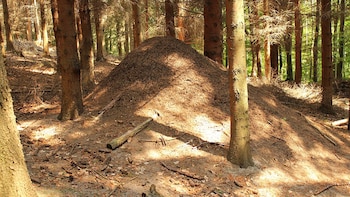 Los nidos de las hormigas