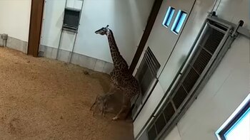 Kipenzi dio a luz el