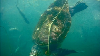 Le Mexique et les États-Unis