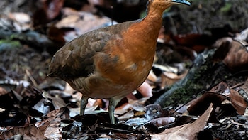 Tinamus resonans: la singular ave