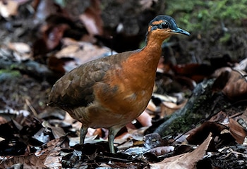 El Tinamus resonans, ave amazónica