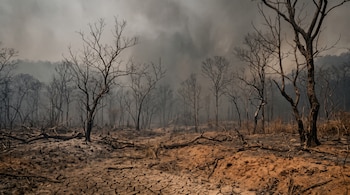 Árboles sin hojas, troncos caídos sobre suelo agrietado y una capa de humo gris.