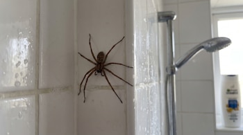 Araña marrón con ocho patas en azulejos blancos mojados. Regadera de ducha, ventana y botella de champú blanca visibles.