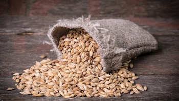 La cebada es el alimento