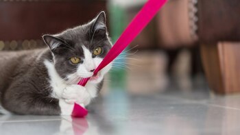 “Meow” es la forma de