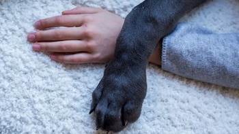 Desde el año 1996 se