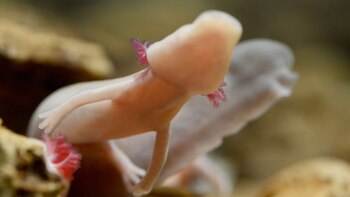 Nació la primera larva de proteo