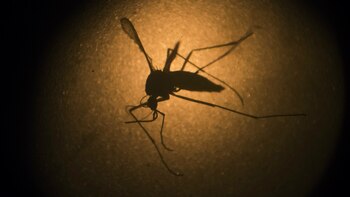 Especialistas de todo el mundo habían pedido aplazar los juegos por el zika – AP