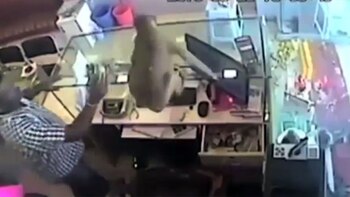 Video: el increíble mono ladrón que robó una joyería