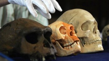 Científicos japoneses hallaron fósiles de