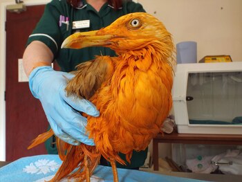 En pésimas condiciones arribó la gaviota al centro de rehabilitación de vida silvestre de Gales