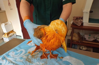 En el centro de rehabilitación limpiaron profundamente a la gaviota y le salvaron la vida