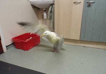 La gaviota permanecerá unos días en el centro de rehabilitación hasta que se aseguren de que su estómago está bien