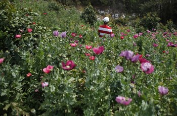 Plantaciones de amapola en México