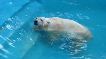 El oso Arturo murió a